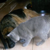 Photo de British shorthair