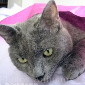 Photo de Chartreux