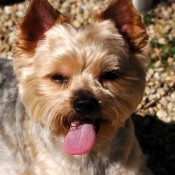 Photo de Yorkshire terrier