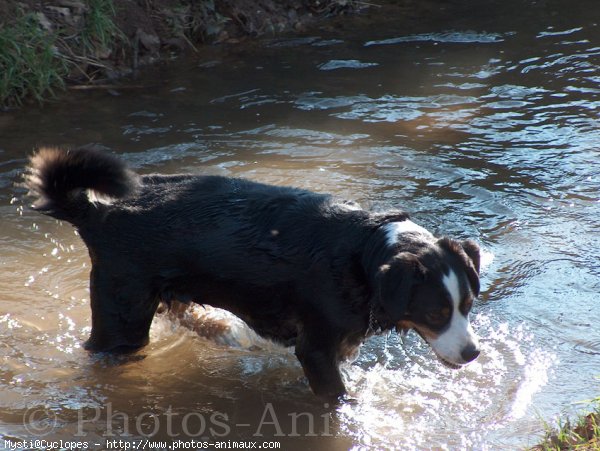 Photo de Bouvier bernois