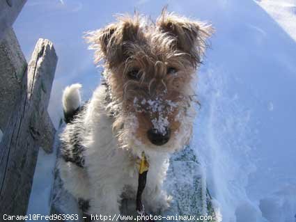 Photo de Fox terrier  poil dur