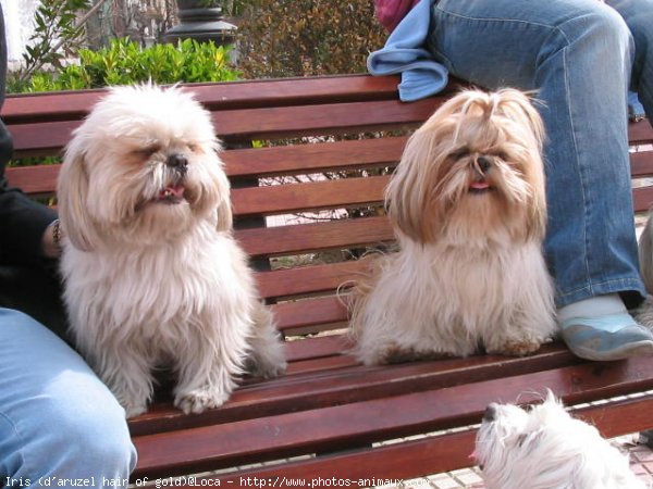 Photo de Shih tzu