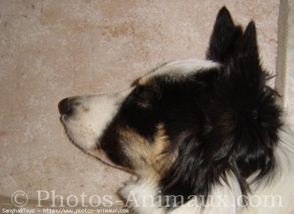 Photo de Border collie