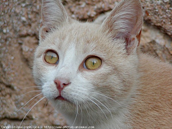 Photo de Chat domestique