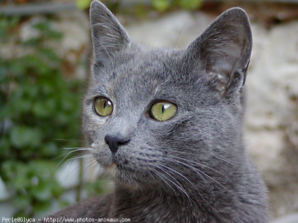 Photo de Chat domestique