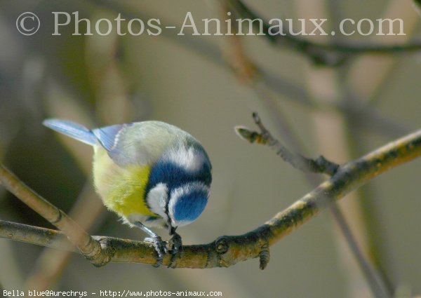 Photo de Msange bleue