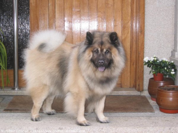 Photo d'Eurasier