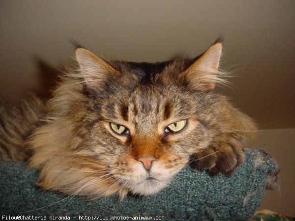 Photo de Maine coon