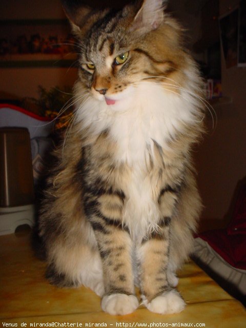 Photo de Maine coon