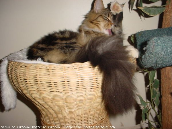 Photo de Maine coon