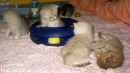 Photo de British shorthair