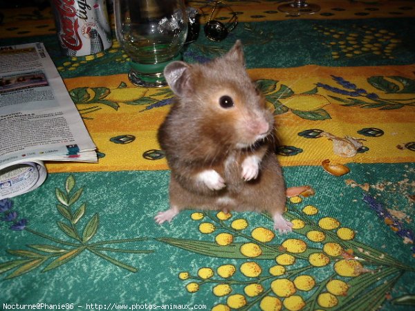 Photo de Hamster