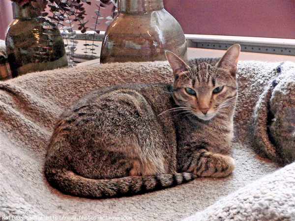 Photo d'Ocicat