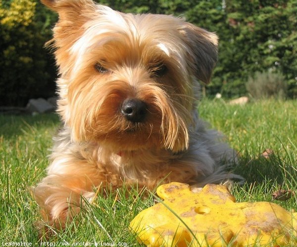 Photo de Yorkshire terrier