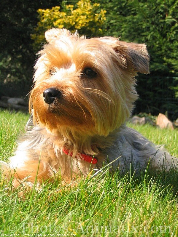 Photo de Yorkshire terrier