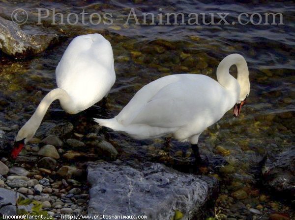 Photo de Cygne