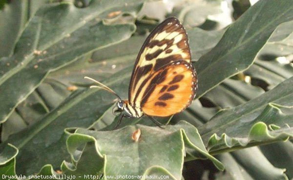 Photo de Papillon