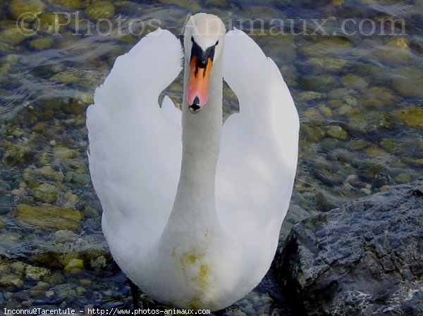 Photo de Cygne