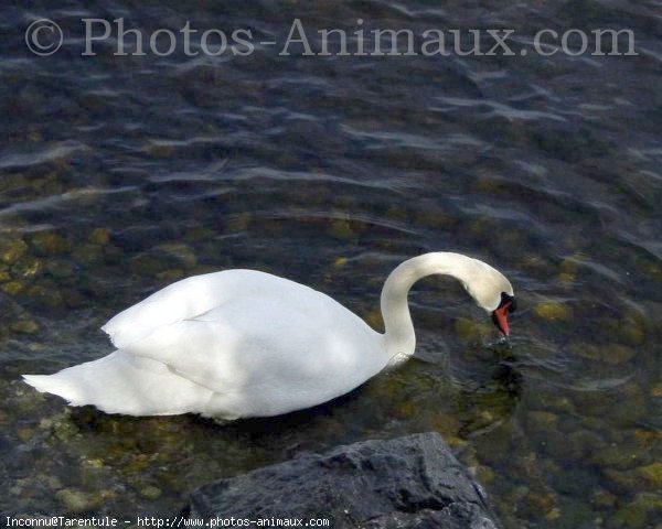 Photo de Cygne