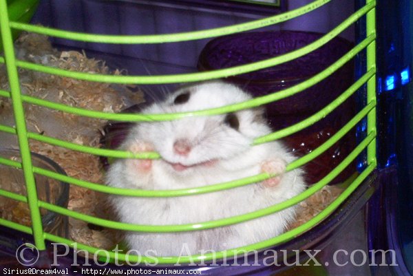 Photo de Hamster