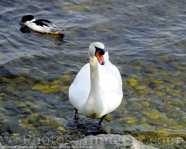 Photo de Cygne