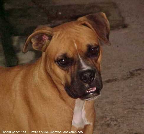 Photo de Boxer