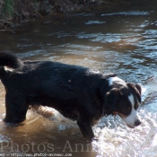 Photo de Bouvier bernois