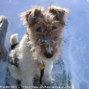 Photo de Fox terrier  poil dur