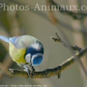 Photo de Msange bleue