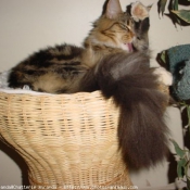 Photo de Maine coon