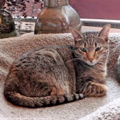 Photo d'Ocicat