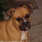 Photo de Boxer