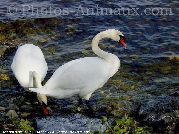 Photo de Cygne