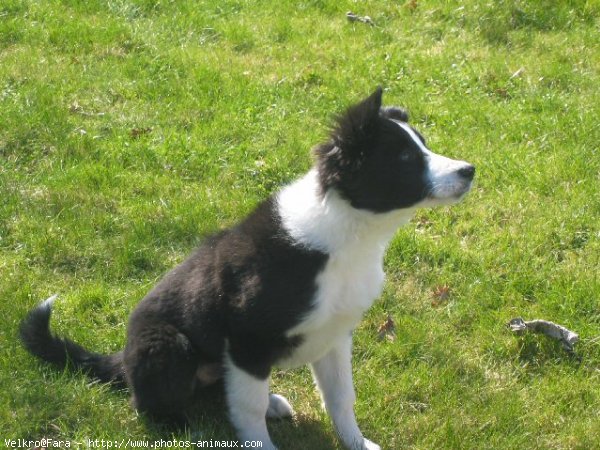 Photo de Border collie