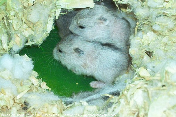 Photo de Hamster