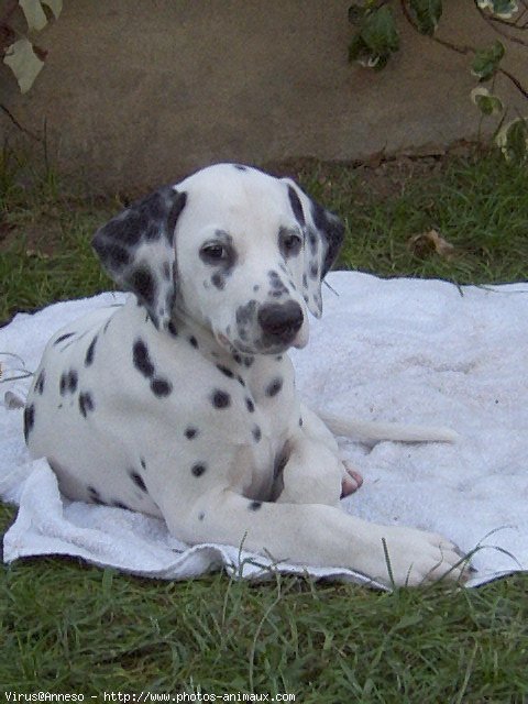 Photo de Dalmatien