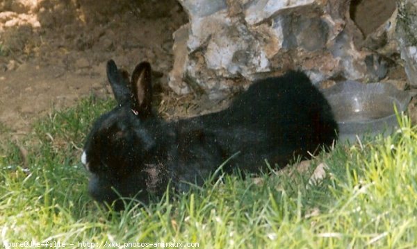 Photo de Lapin