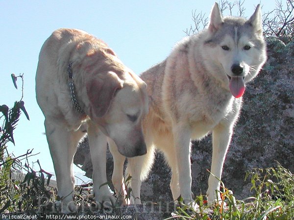 Photo de Husky siberien