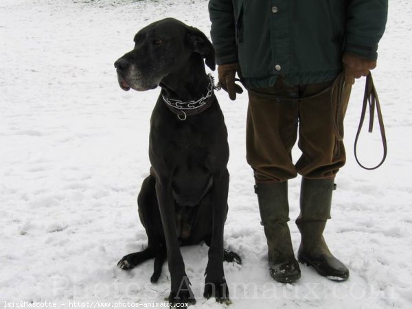 Photo de Dogue allemand