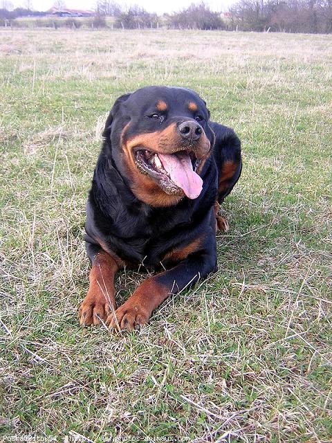 Photo de Rottweiler