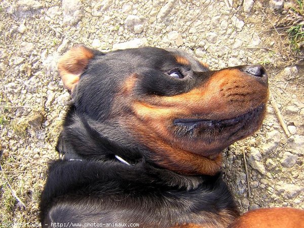 Photo de Rottweiler