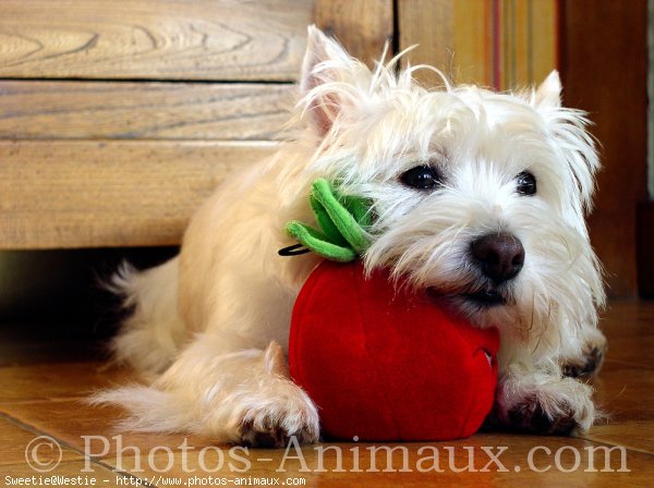 Photo de West highland white terrier