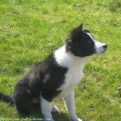 Photo de Border collie