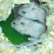 Photo de Hamster