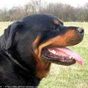 Photo de Rottweiler