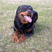 Photo de Rottweiler