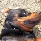 Photo de Rottweiler