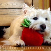 Photo de West highland white terrier