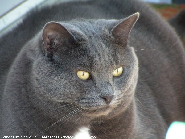 Photo de Chat domestique