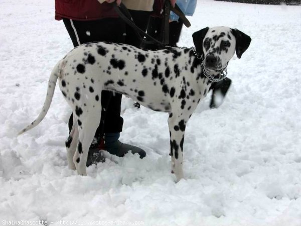 Photo de Dalmatien